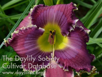 Daylily Storm at Sea